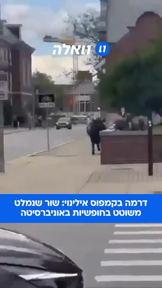 אחרי שעות של מרדף, החיה נתפסה בבטחה וכעת היא נמצאת תחת השגחה...