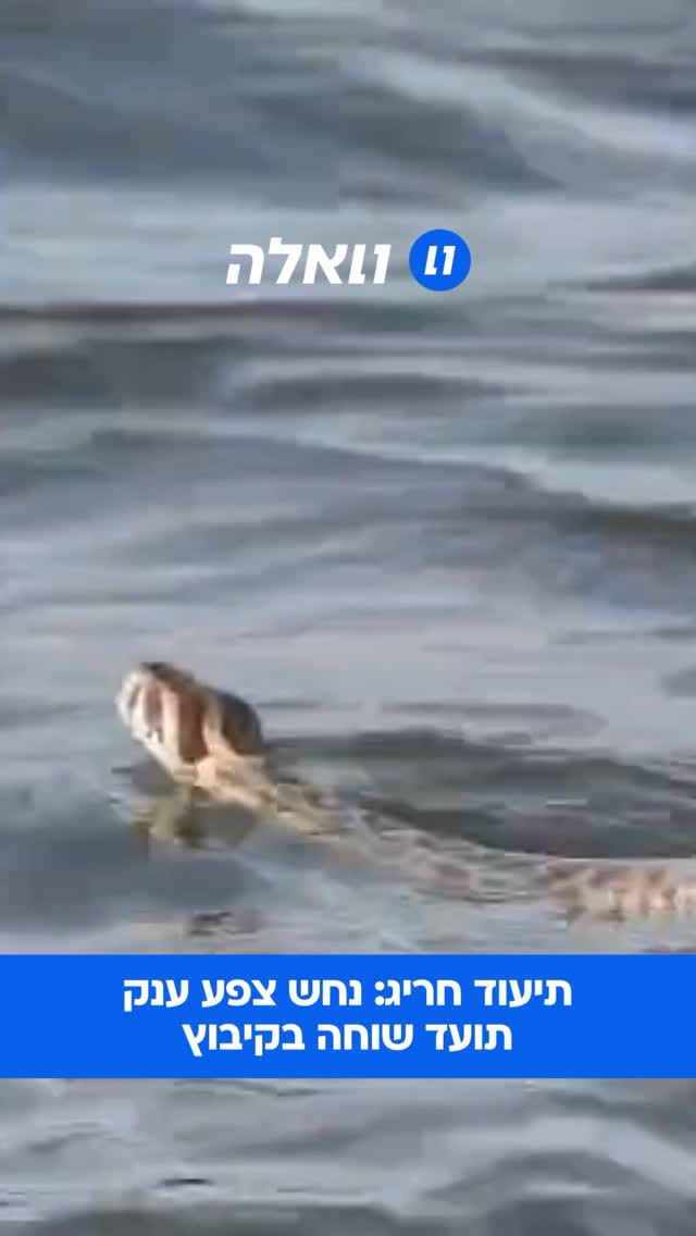 תיעוד חריג מבריכות הדגים במעיין צבי השבוע, חושף צפע...