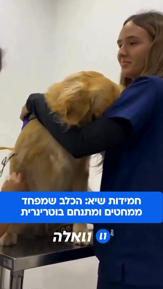 הכירו את הכלב המתוק שהצליח להמיס לבבות של מיליוני גולשים, ולא...