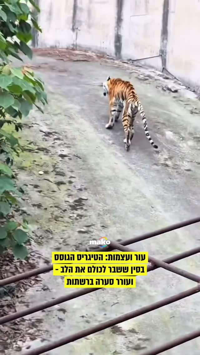 סרטון קשה שהתפרסם בסין מצליח להוציא מהרשת תגובות קשות במיוחד....