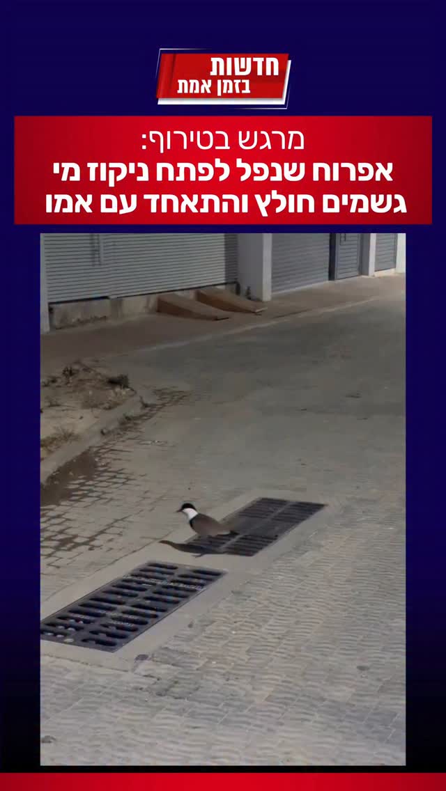 מרגש! אפרוח שנפל לפתח ניקוז בבית שאן חולץ והתאחד עם אימו...