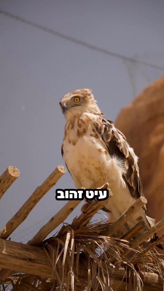 טוב לי תורת פיך מאלפי זהב וכסף