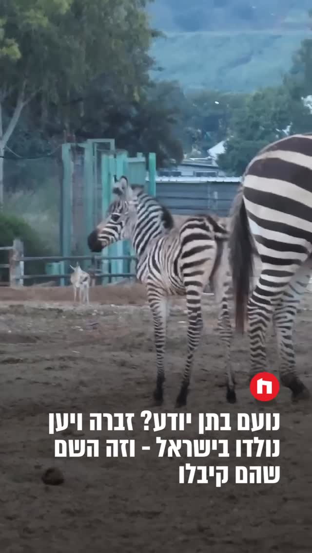 בספארי ברמת גן מעדכנים כי במתחם נולדה ב-9 באפריל סייחת זברה...