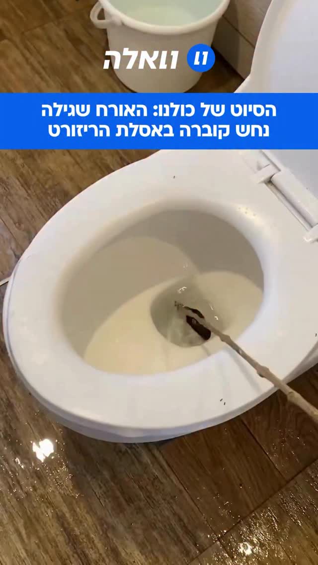 אימה בחופשה: אורח במלון תיעד את הרגע המבעית שבו נחש קוברה...