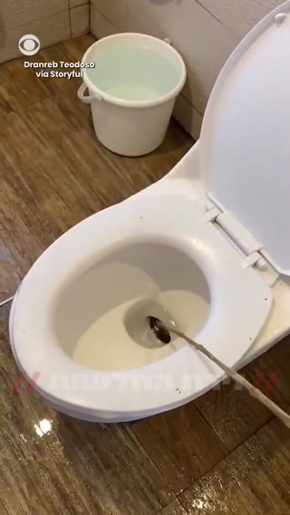 אורח במלון בפיליפינים תיעד נחש מגיע מתוך האסלה בחדר במלון....
