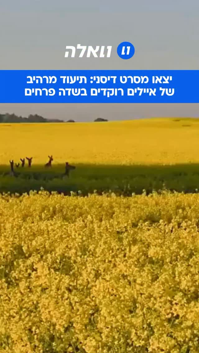 הסרטון הכי מרגיע שתראו היום: תיעוד שליו ואסתטי במיוחד נתפס...