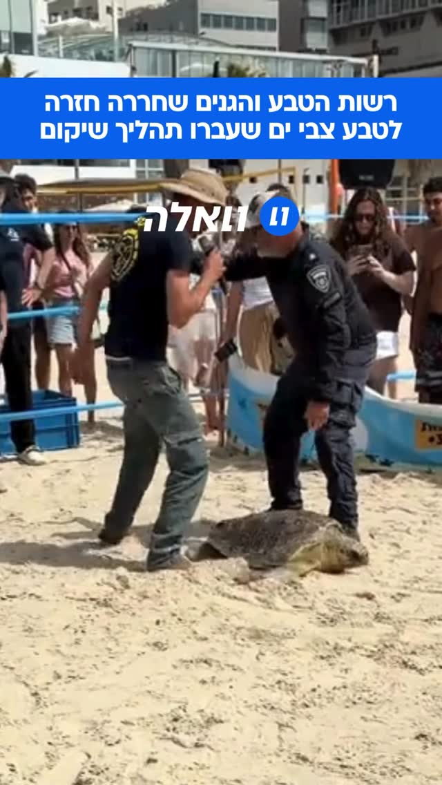 צפו באירוע מרגש במיוחד: רשות הטבע והגנים משחררת לים שלושה צבי...
