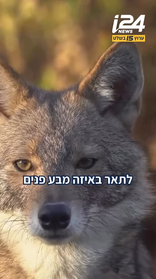 הפשיטה של חיות הבר: התנים כובשים את גוש דן ודרום השרון...
