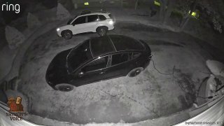 תיעוד משפחת דובים בחצר בית בקרית יואל בארה"ב...