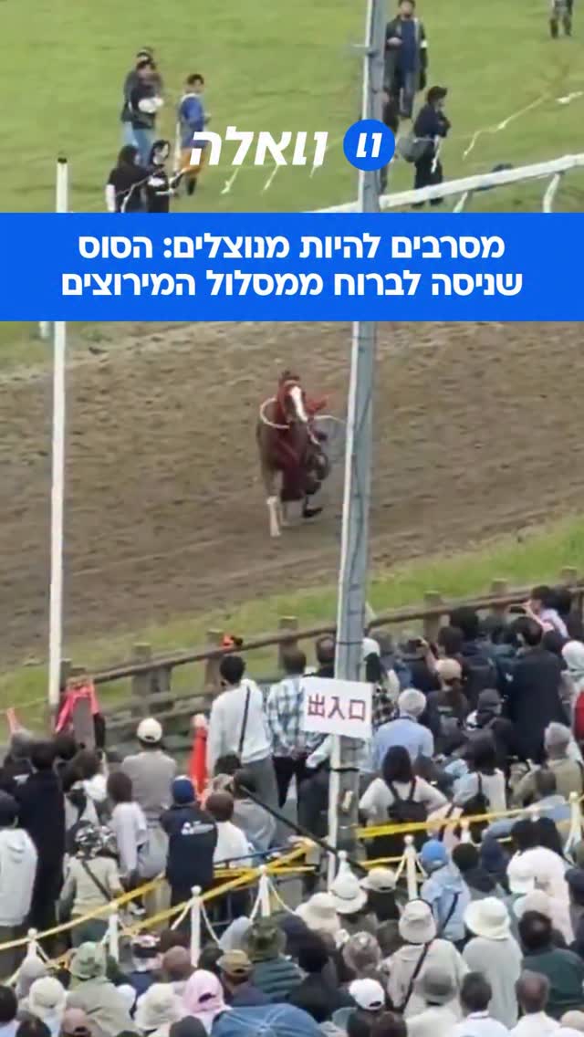 דרמה במצעד הסמוראים ביפן: במהלך פסטיבל “סומה נומאוי”...