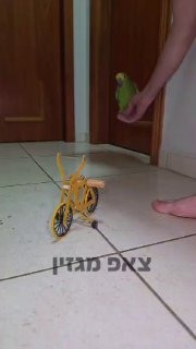 תוכי מאולף...