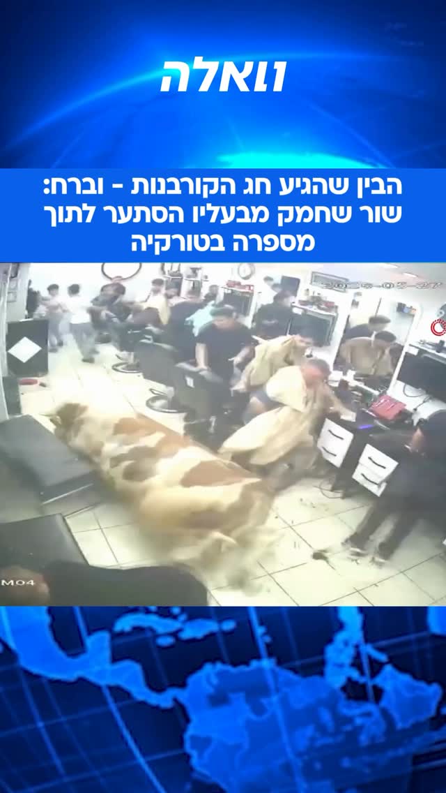 שור ברח מבעליו באיסטנבול, טורקיה, ניפץ את חלונות הראווה של...