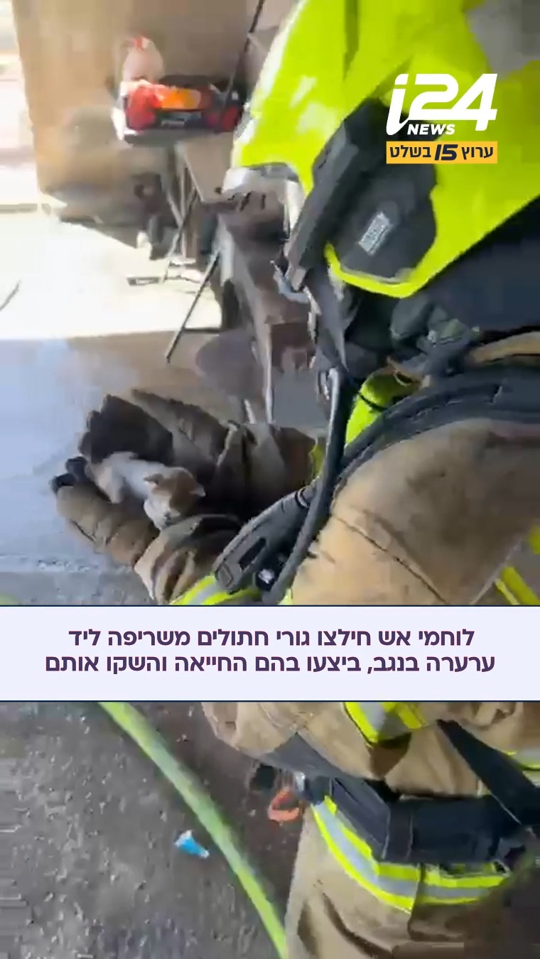 גיבורי היום: לוחמי אש חילצו ארבעה גורי חתולים משריפה במבנה...