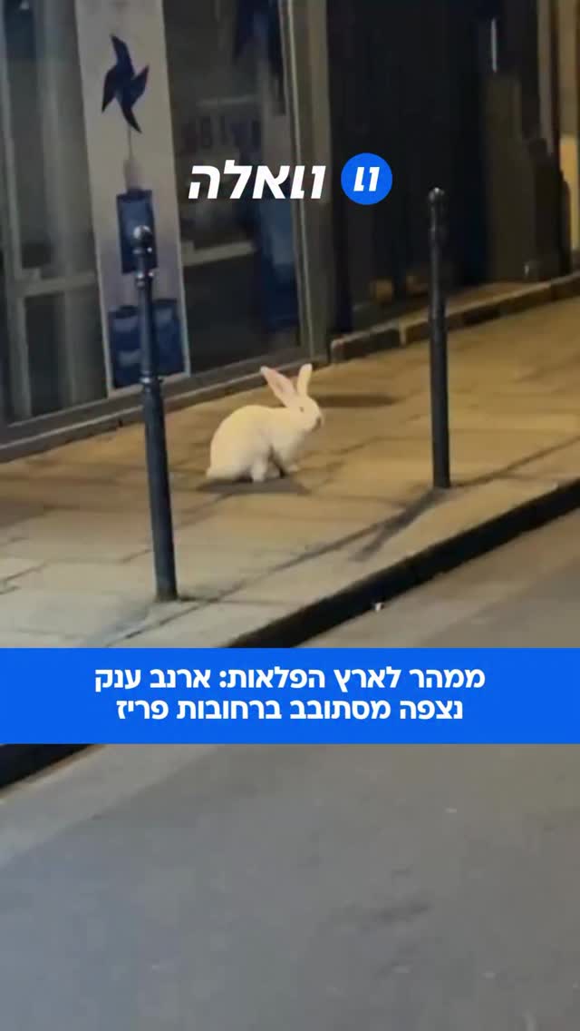 מסוג הדברים שלא יודעים איך להגיב להם: ארנב עצום הסתובב הלילה...