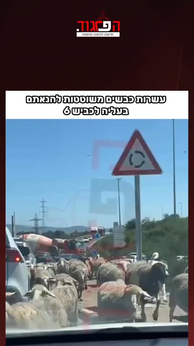 עשרות כבשים משוטטות להנאתם בעליה לכביש 6...