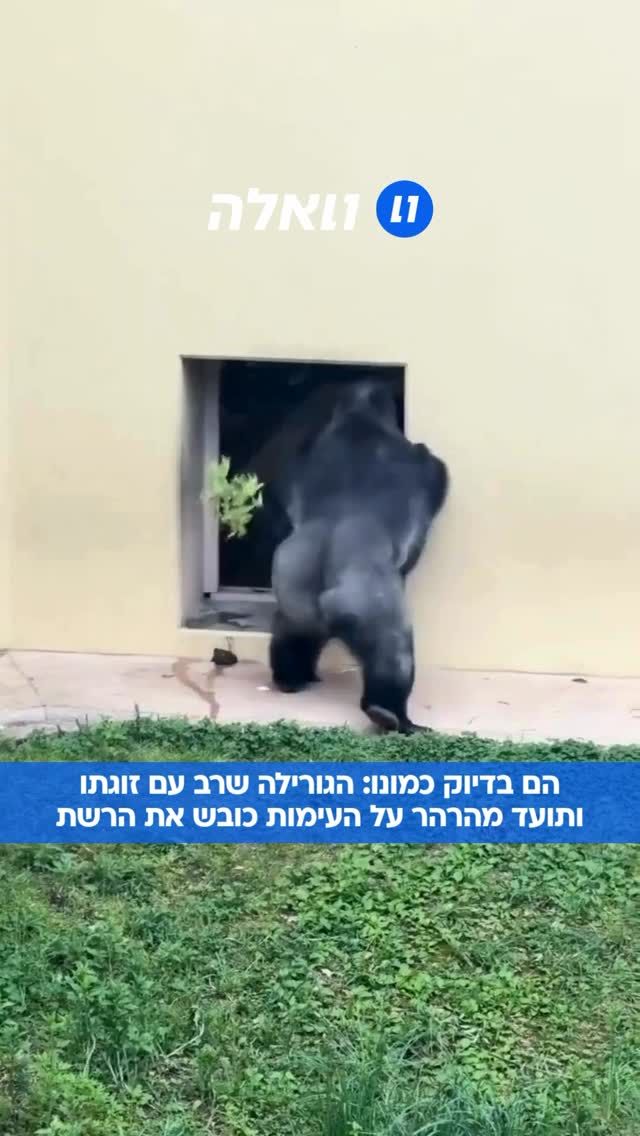 גורילה בן 13 בשם קיומאסה מגן חיות ביפן הפך לוויראלי לאחר שתועד...