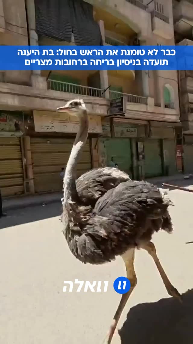 תיעוד מופרע מרחובות מצריים: בת יענה נסה על נפשה....