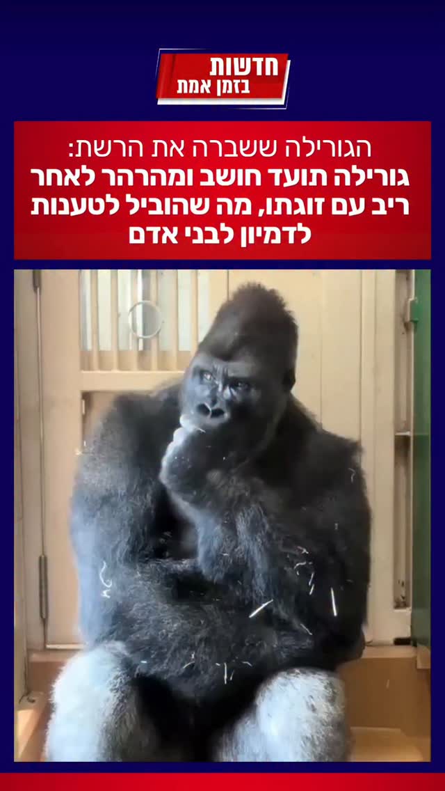 הגורילה ששברה את הרשת:...