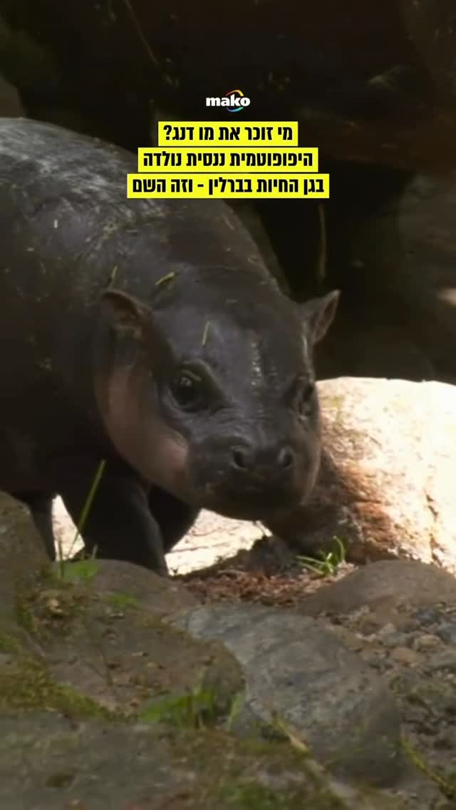 זוכרים את מו דנג, ההיפופוטמית הננסית החמודה מתאילנד שכבשה את...