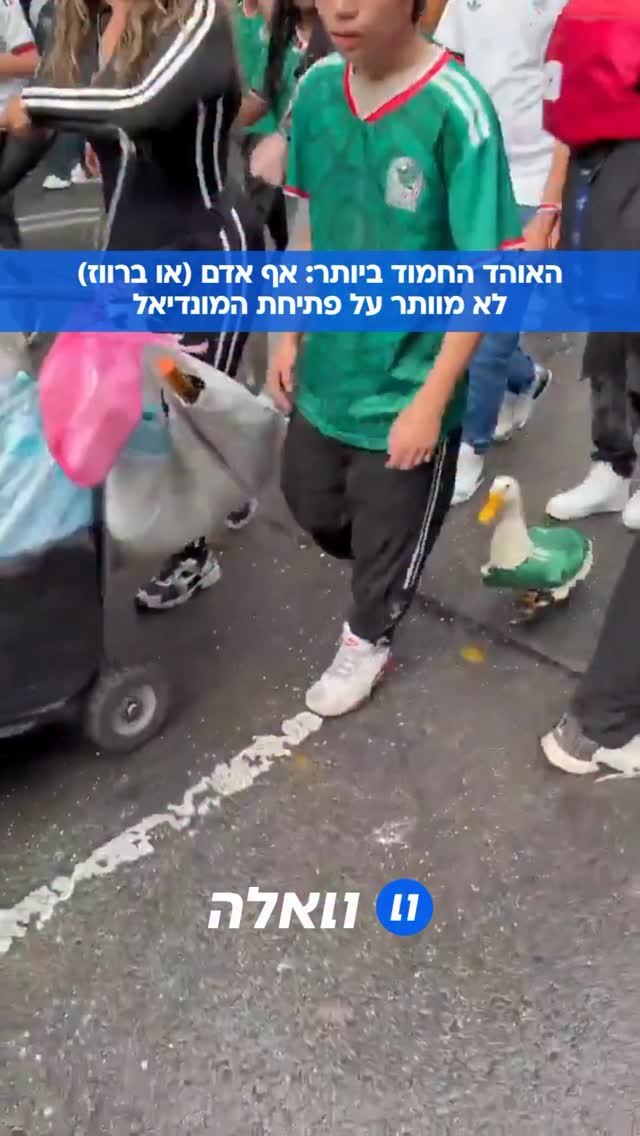 מתרגש למשחק הגדול: הברווז הזה הגיע מוכן לקראת משחק המונדיאל...
