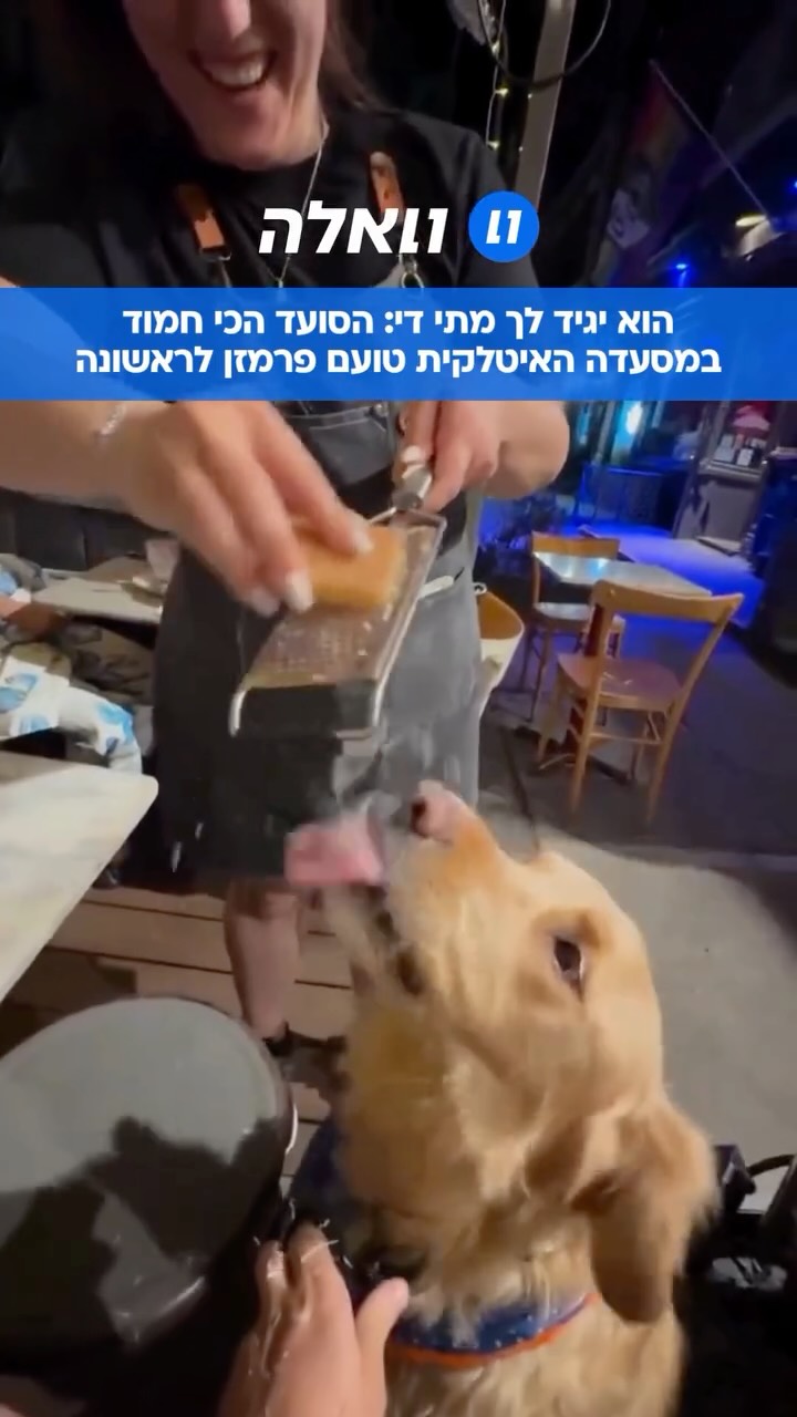⁨ הבין את החיים: תיעוד מושלם של הכלב ג׳ורג׳ נהנה מגירודי...