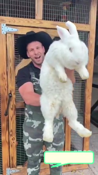 🐰 גודלו של ארנב פלמי ענק...