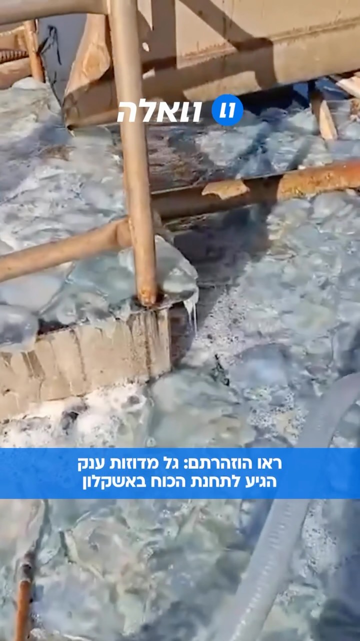 מתרחצים שימו לב: חברת החשמל הודיעה כי נחילי מדוזות הגיעו...