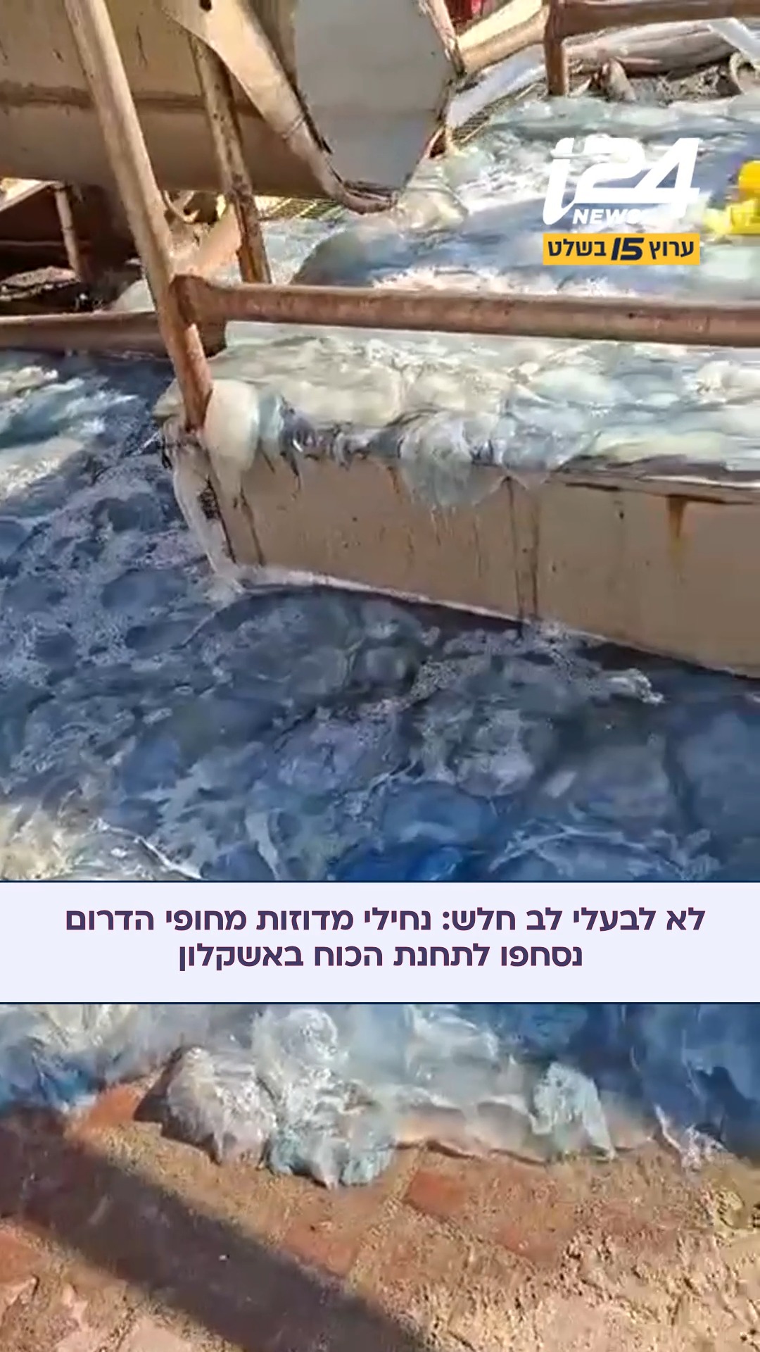 צפו: נחילי מדוזות שהגיעו לחופי הדרום נסחפו אל מערכות הקירור...