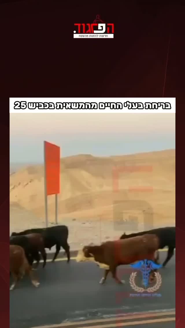 בריחת בעלי החיים מהמשאית בכביש 25...