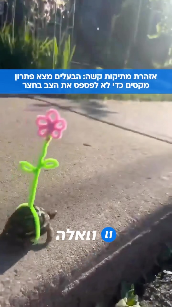 הבעלים הצמיד פרח קטן לשריון של הצב כדי שיהיה קל יותר לאתר אותו...