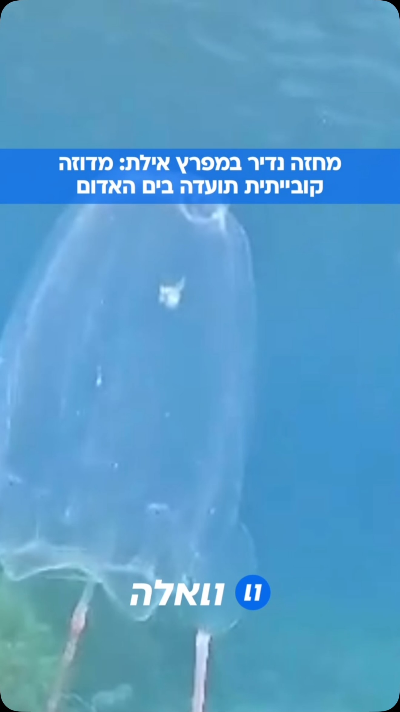 תיעוד מיוחד במפרץ אילת: פרטים בודדים של המדוזה הקובייתית...