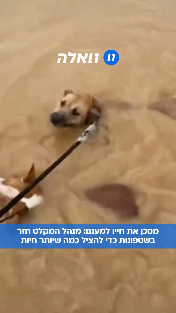 ⁨ מו שינג’יאן, שמנהל מקלט קטן לבעלי חיים בעיר נאנינג שבסין,...