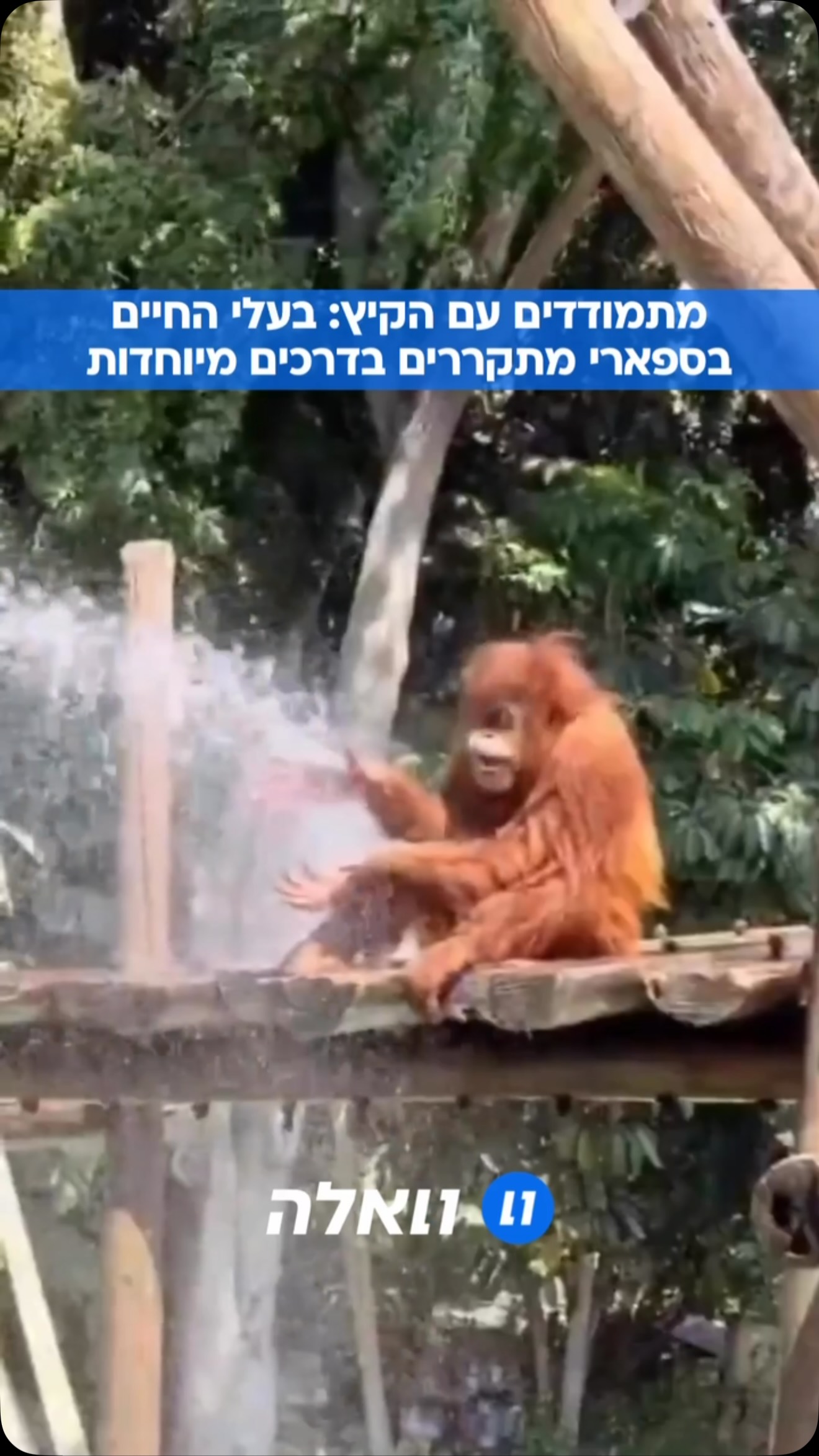 הכי חמודים שיש: בעלי החיים של הספארי מתקררים ומתמודדים עם...