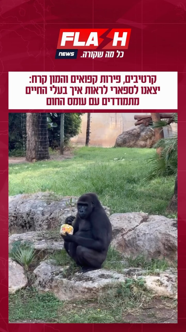 קרטיבים, פירות קפואים והמון קרח: יצאנו לספארי לראות איך בעלי...