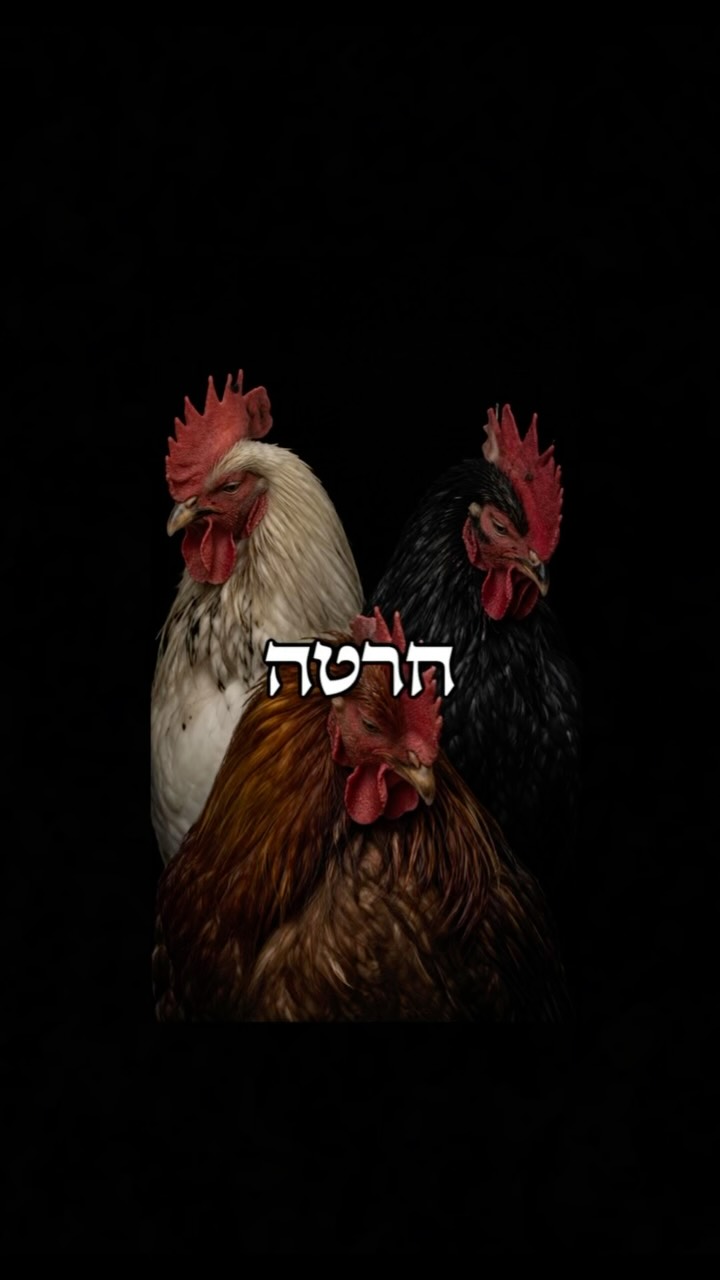 חרטות, יכולות לרדוף אחרינו כל החיים 🐓...