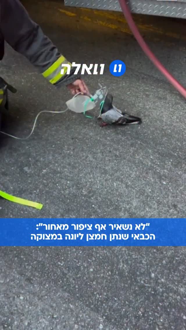 לאחר שכיבו שריפת כלי רכב, כבאים מאוקלנד הגדילו לעשות והעניקו...
