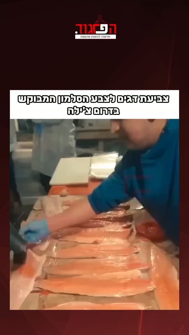 דרום צ'ילה. צביעת דגים לצבע הסלמון המבוקש...