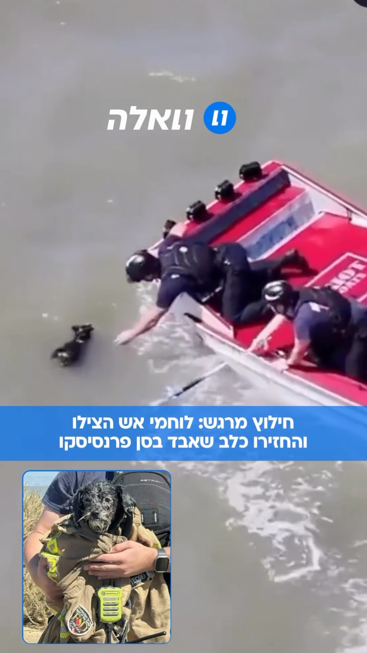 כבאים חילצו מפרץ סן פרנסיסקו כלב שנעלם לפני כמעט שבועיים,...