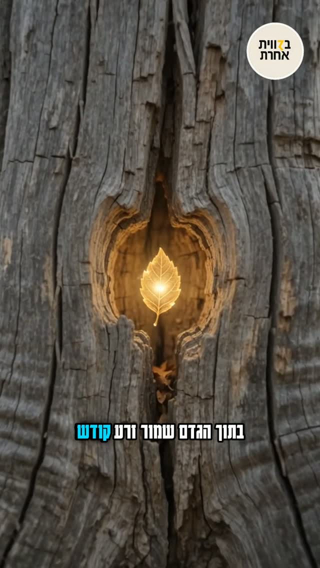 זרע קודש בגדם - תשעה באב 🌱 מה שנראה כמו גדם מת הוא בעצם מחסן של...