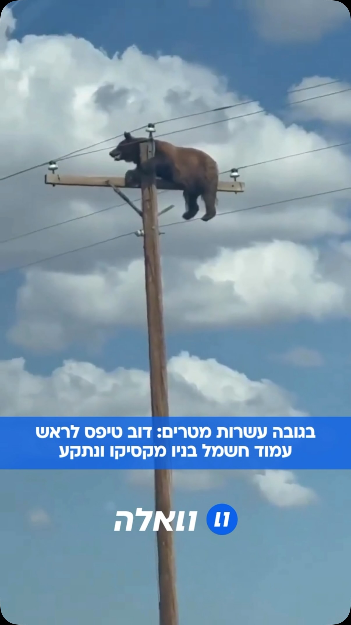 באזור כפרי בניו מקסיקו, דוב טיפס לראש עמוד חשמל. עדי ראייה...
