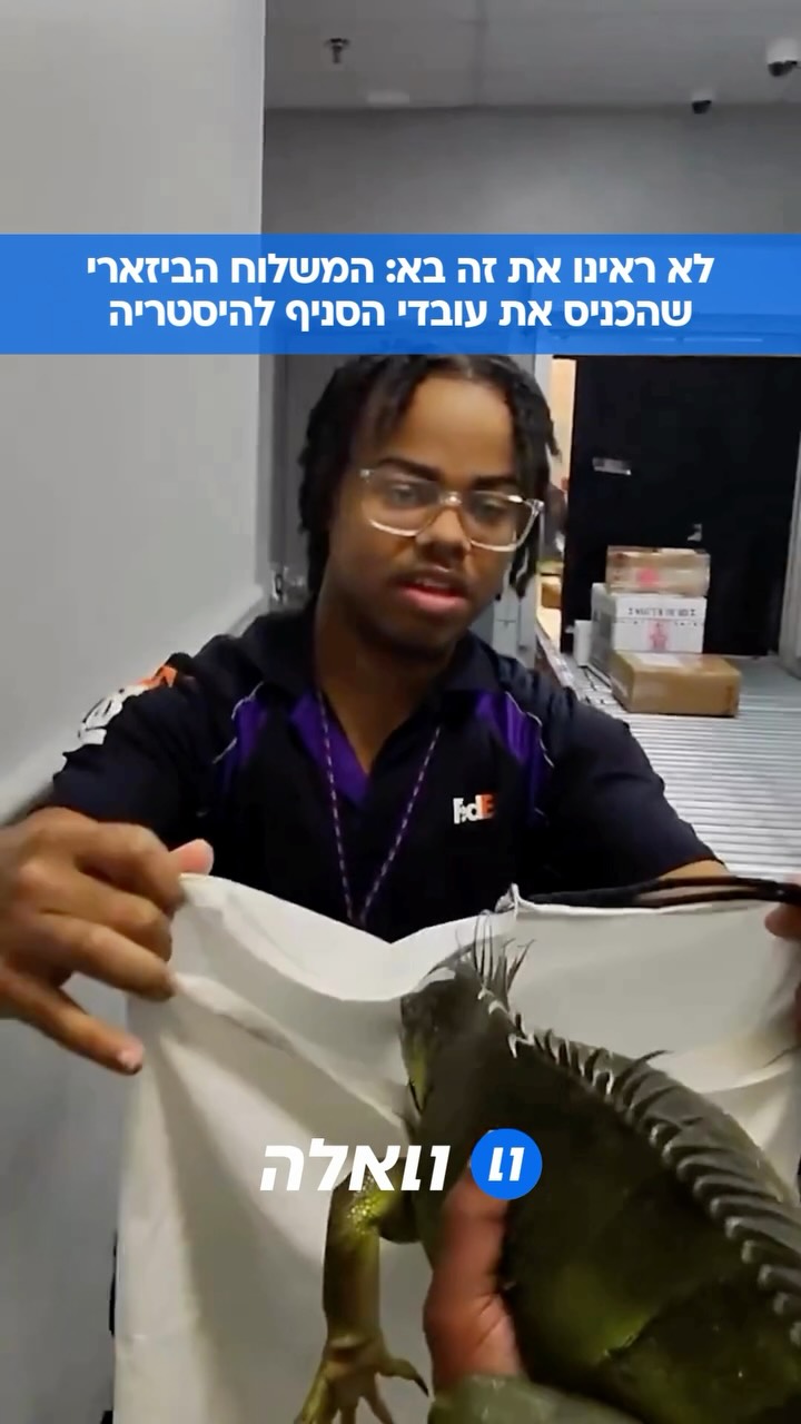 רגע ביזארי לחלוטין בממפיס: איגואנה ענקית בשם “טיטאן” נמלטה...