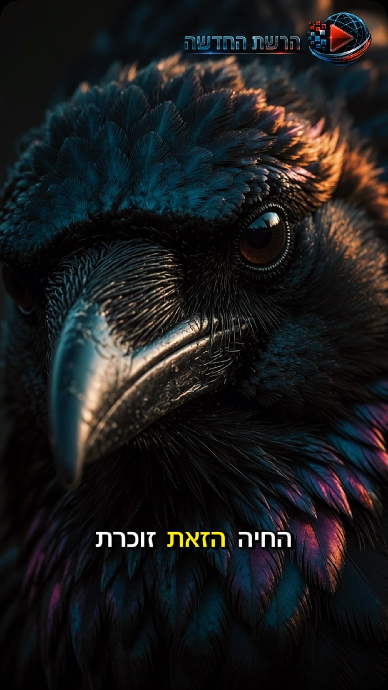 העורב זוכר פנים במשך שנים — ואפילו יכול ללמד עורבים אחרים ממי...