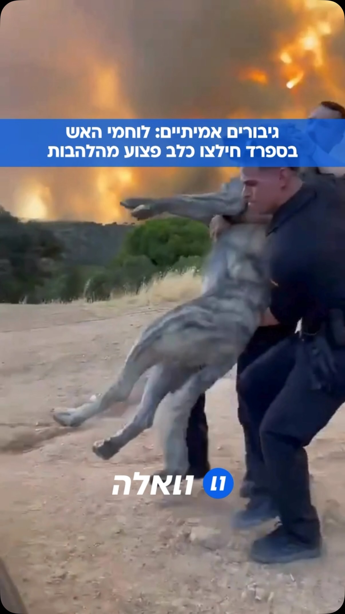 במהלך פעולות הכיבוי בשרפת ענק בספרד, נתקלו לוחמי האש בכלב...