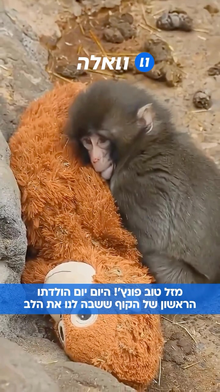 תאחלו לו מזל טוב: פונץ’, הקוף שגנב לכולנו את הלב, חוגג היום...