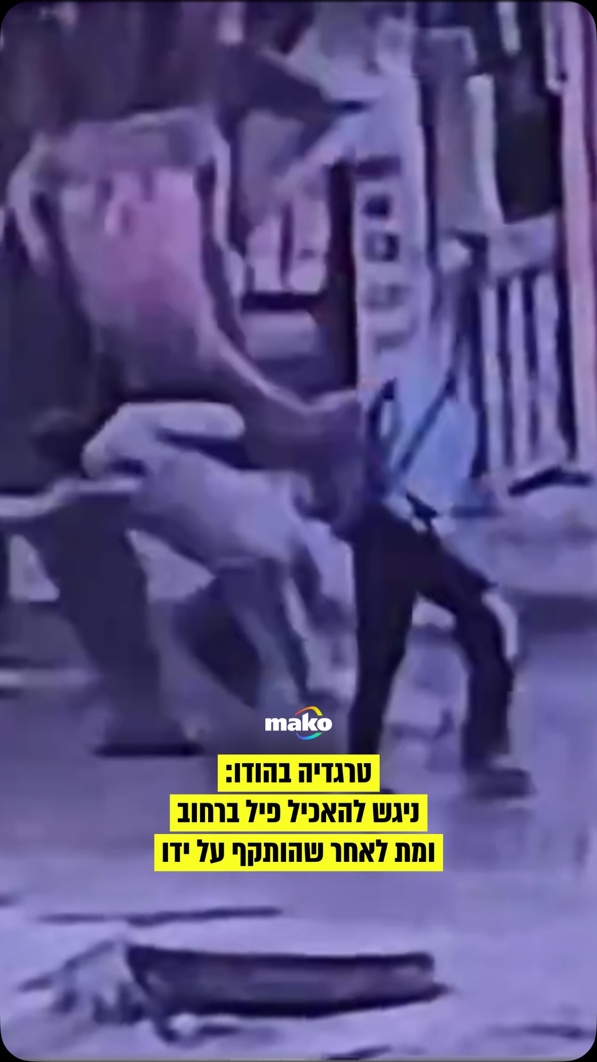טרגדיה בהודו: נהג ריקשה בן 49 מאינדור נהרג אחרי שפיל רמס אותו...