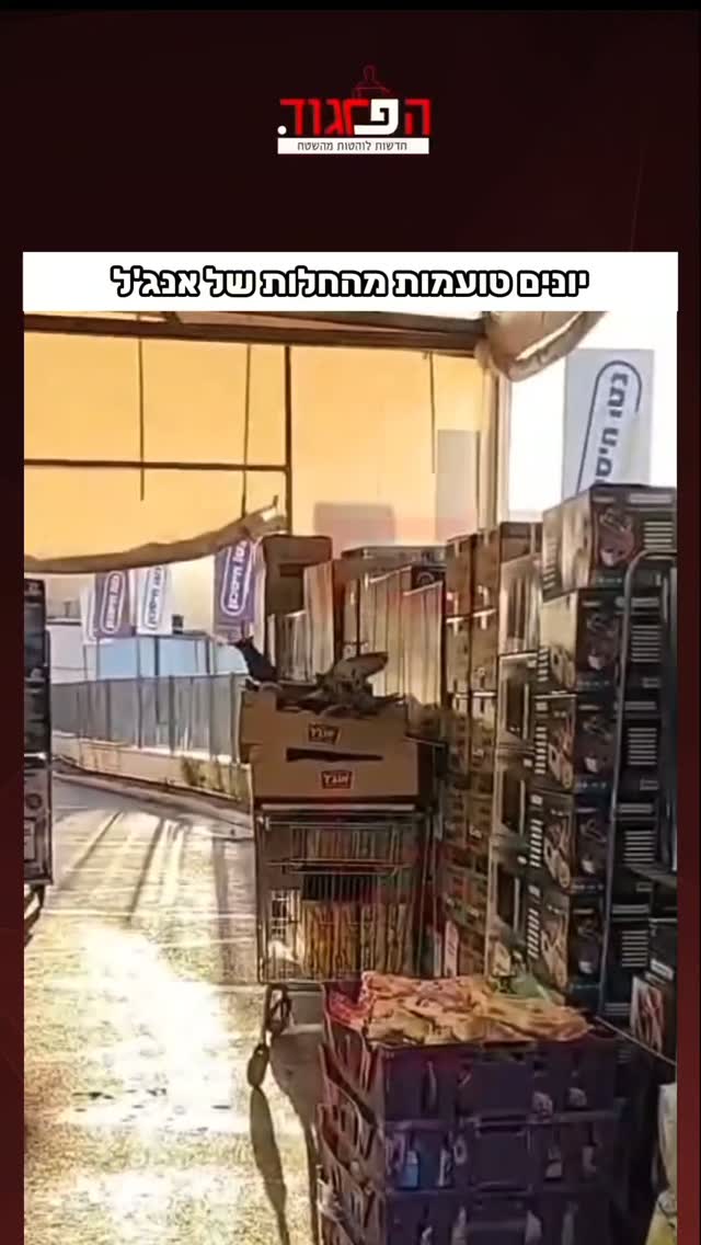 יונים טועמות מהחלות של אנג'ל...