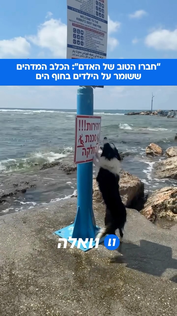 כלב יוצא מן הכלל: “הלכנו לסיבוב בחוף ליד הבית וראינו כלב...