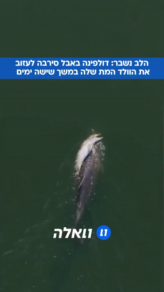 דולפינה בשם פראגול נצפתה כשהיא נושאת את הוולד המת שלה בשפך...