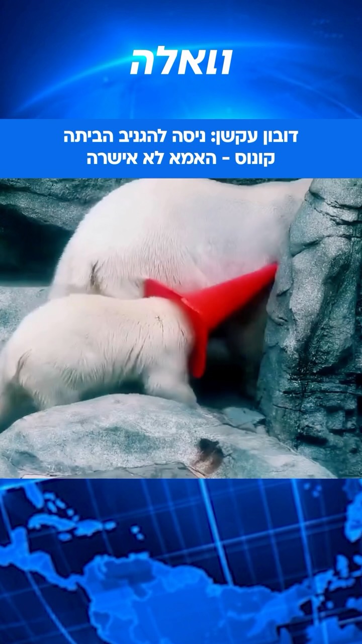 דובון בשם מומוטה בגן חיות בטוקיו תיעד במצלמה כשהוא מנסה...
