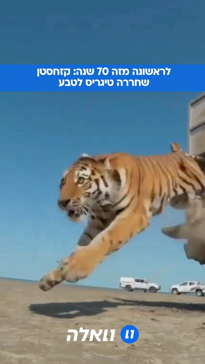 ⁨ טיגריסית בשם ״אומיט״ שפרושו בקזחית הוא ״תקווה״ שוחררה...